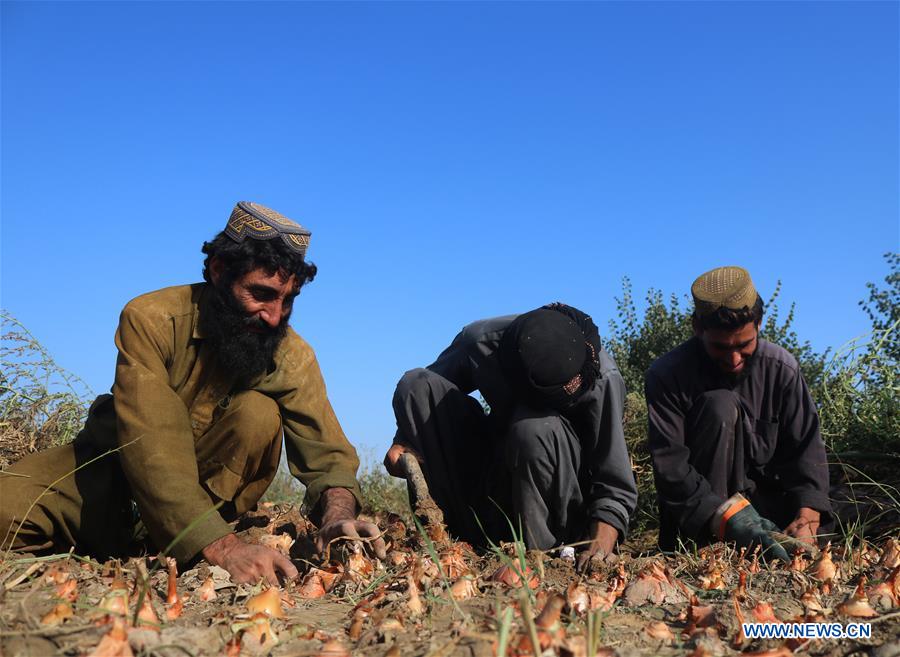 AFGHANISTAN-JAWZJAN-ONION-HARVEST