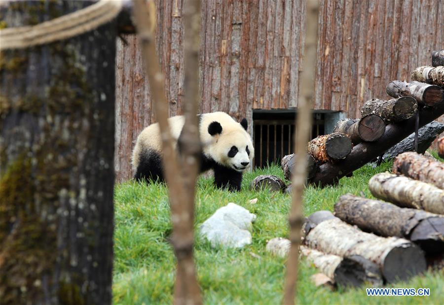 CHINA-SICHUAN-JIUZHAIGOU-GIANT PANDA (CN)