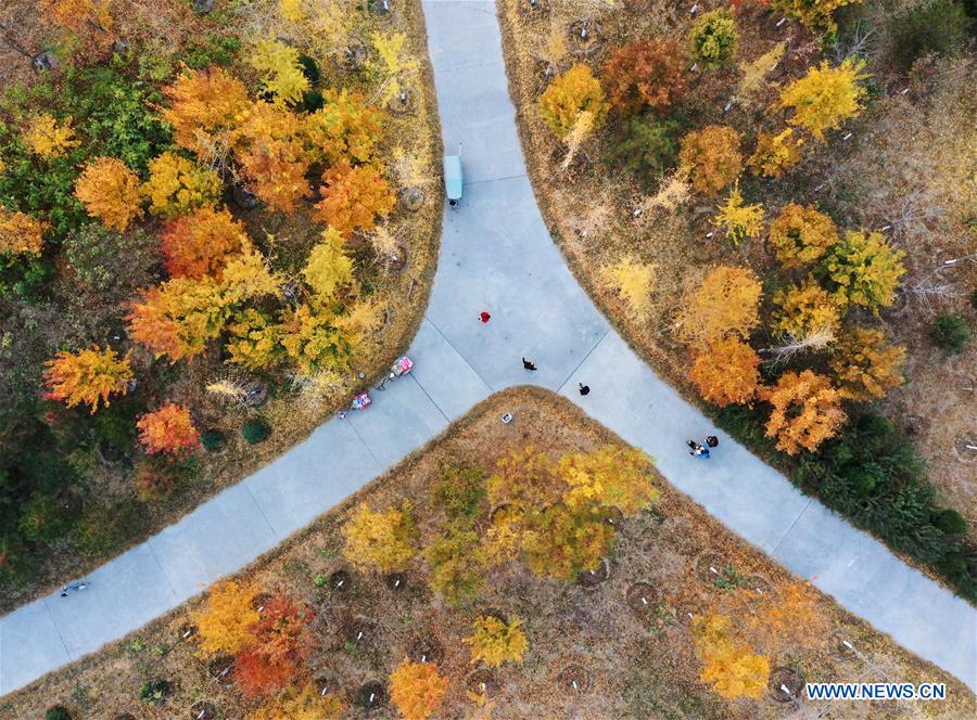 CHINA-HEBEI-XIONGAN-FOREST-AERIAL VIEW