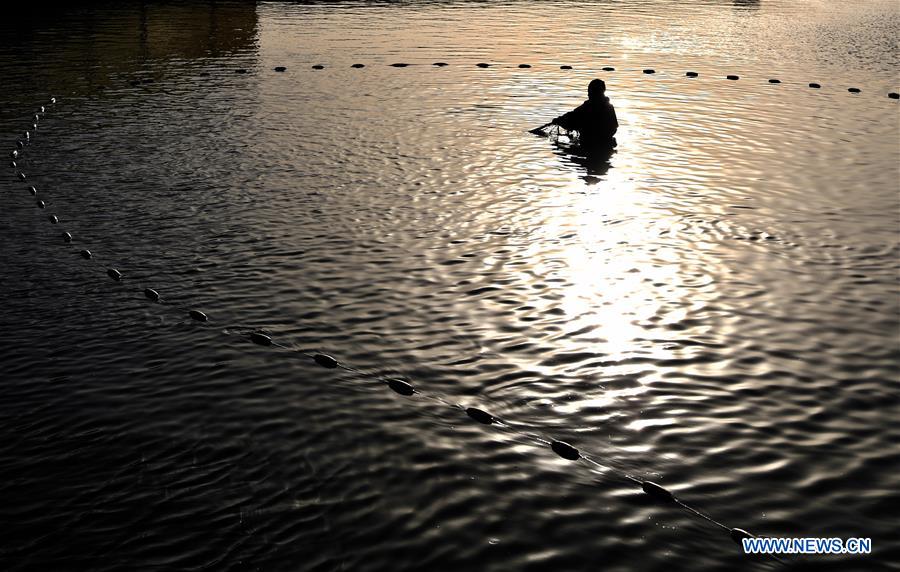 CHINA-HENAN-NANYANG-KOI FISH-BREEDING (CN)