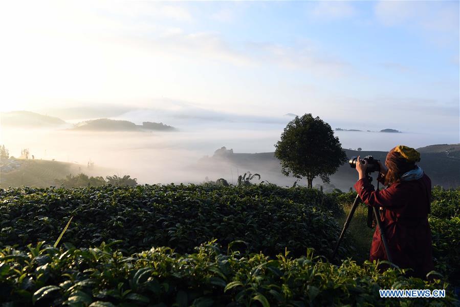 CHINA-YUNNAN-PU'ER-TEA GARDEN-CLOUDS (CN)