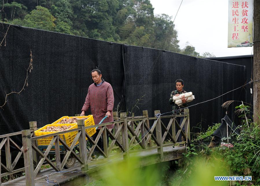 CHINA-GUANGXI-LIPU-MUSHROOM-POVERTY ALLEVIATION (CN)