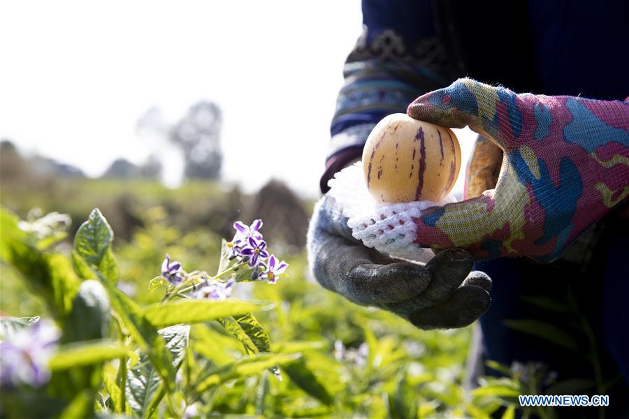 CHINA-YUNNAN-POVERTY ALLEVIATION-PEPINO MELON-INDUSTRY (CN)