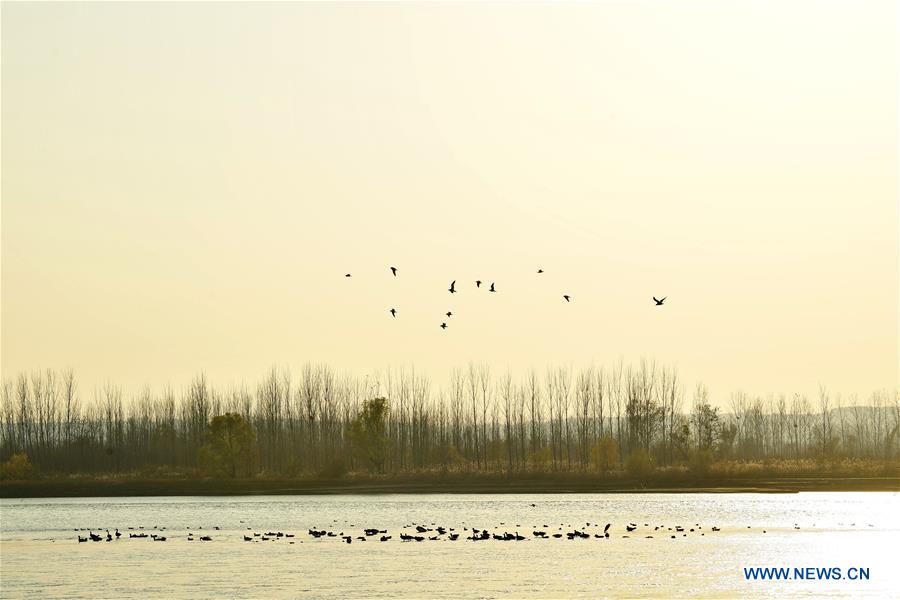 CHINA-HENAN-LUOYANG-YELLOW RIVER WETLAND-ECO-ENVIRONMENT (CN)