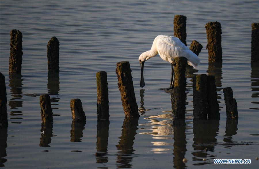 CHINA-SHENZHEN-MIGRATORY BIRDS (CN)