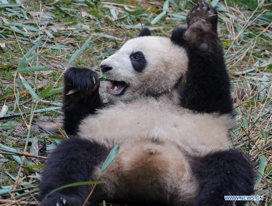 CHINA-CHENGDU-GIANT PANDA (CN)