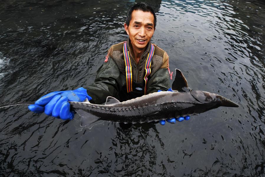 CHINA-GUIZHOU-TONGREN-ORGANIC AGRICULTURE (CN)