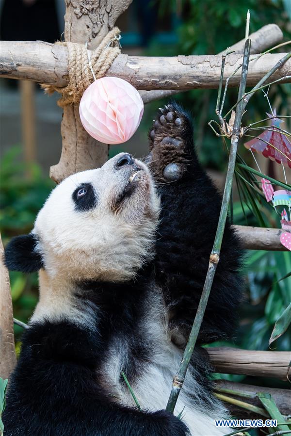 MALAYSIA-KUALA LUMPUR-GIANT PANDA-BIRTHDAY