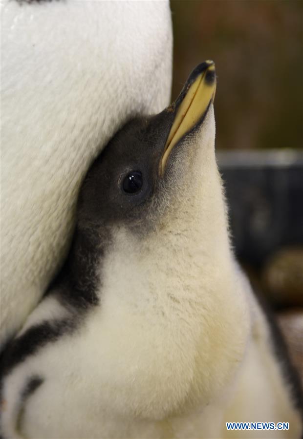 CHINA-HARBIN-POLARLAND-PENGUIN (CN)