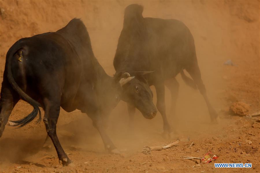 NEPAL-NUWAKOT-BULLS FIGHT