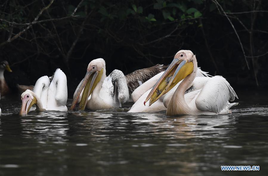 CHINA-HAINAN-HAIKOU-PELICANS-WINTER (CN)