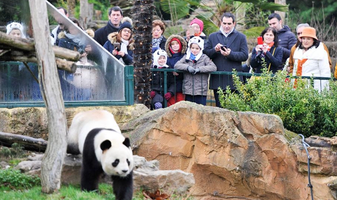 1st panda cub born in France "Yuan Meng" debuts with public