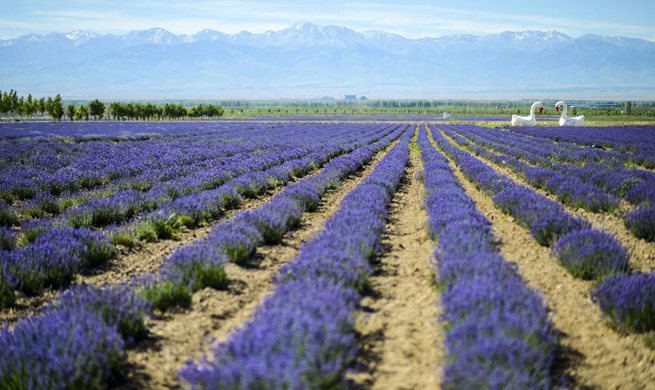 Lavender bloom in Ili River valley, NW China's Xinjiang