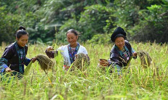 Purple glutinous rice harvested in Dali Village, S China's Guangxi