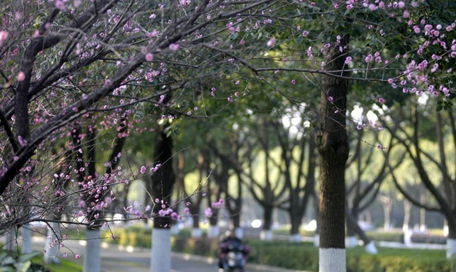 In pics: wintersweet flowers in east, southwest China