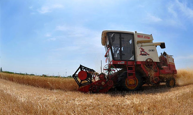 Wheat enters harvest season in China