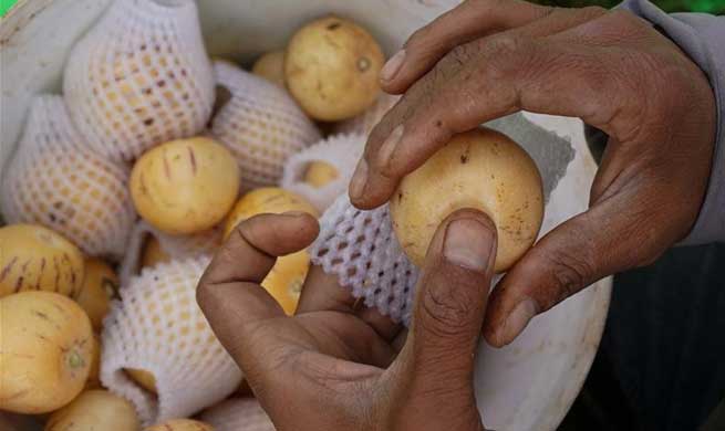 Pepino melon planting industry helps villagers get rid of poverty in SW China's Yunnan