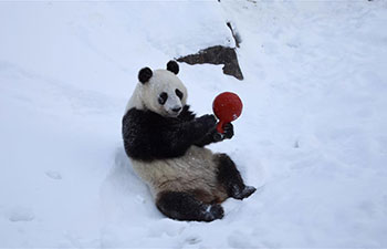 Giant pandas at Ahtari zoo in Finland