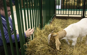 People visit AgroFarm 2019 exhibition in Moscow