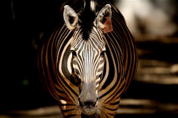 Animals at Zoological Gardens in Yangon, Myanmar