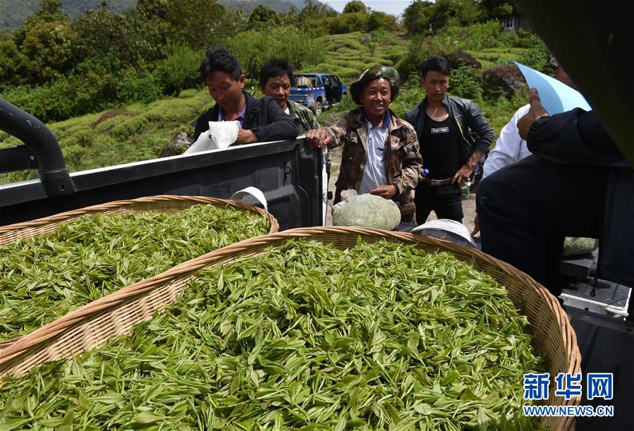 （經(jīng)濟(jì)）（1） 西藏墨脫：茶業(yè)變成致富“金葉”