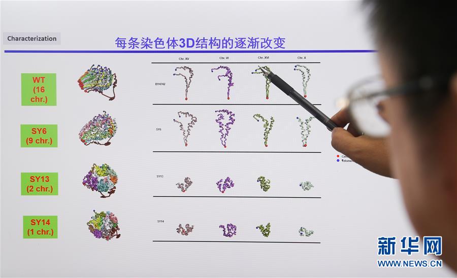 （新華全媒頭條·圖文互動）（4）人造單條染色體真核細胞問世　我國開啟合成生物學研究新時代