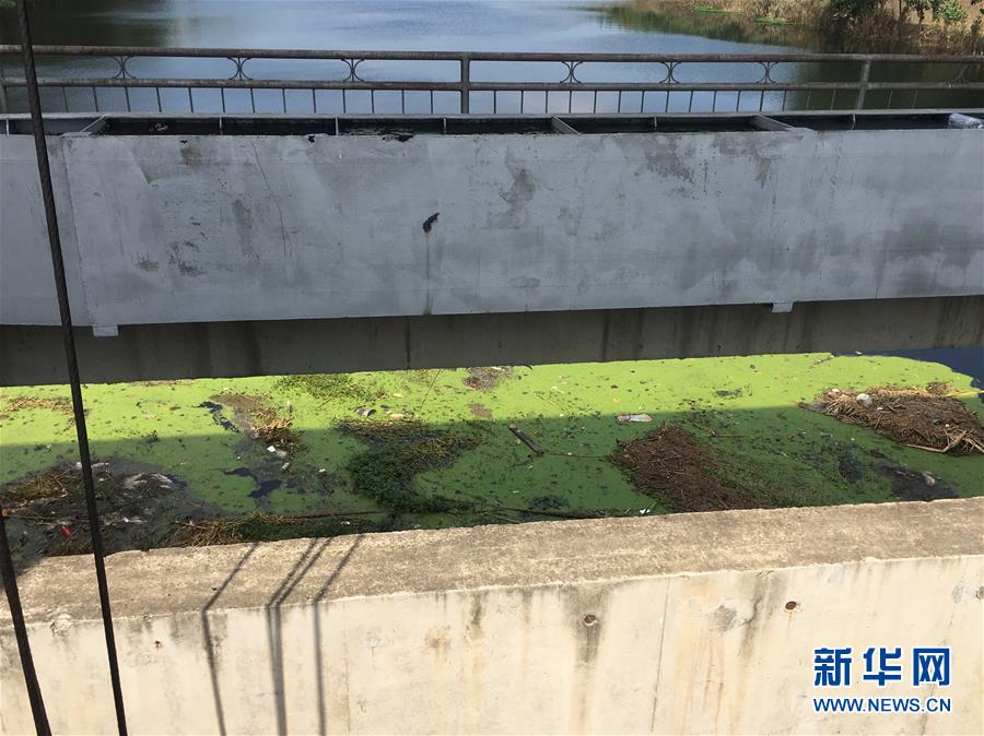 （新華視點·圖文互動）（2）上游洪水來襲下游魚蟹死亡，泄洪為何變泄污？