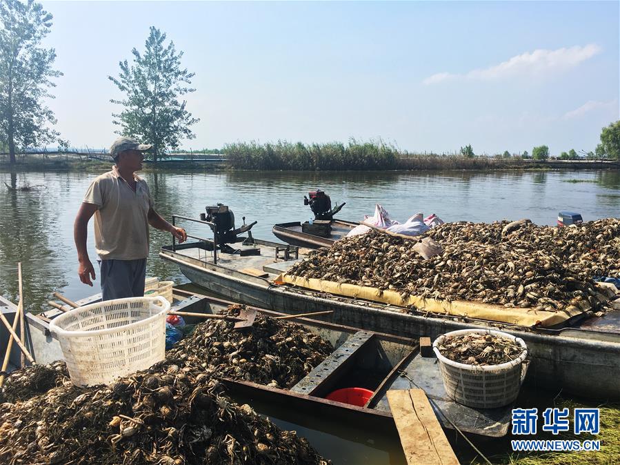 （新華視點·圖文互動）（1）上游洪水來襲下游魚蟹死亡，泄洪為何變泄污？