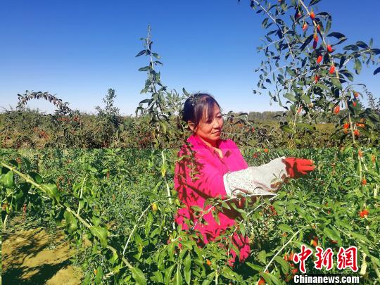 青海柴達(dá)木盆地枸杞采摘能手：不到70天掙了1萬(wàn)塊