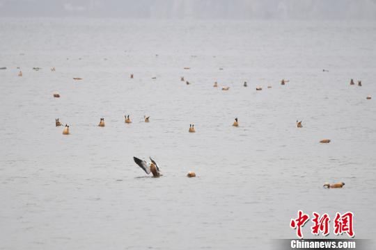 圖為在納帕海濕地棲息的候鳥?！⑷疥?攝