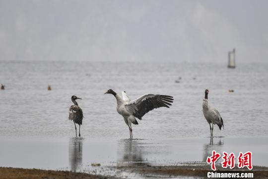 圖為在納帕海濕地棲息的黑頸鶴?！⑷疥?攝