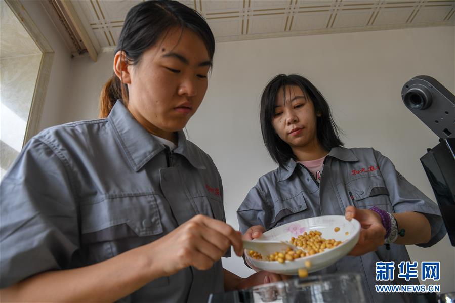 （在習(xí)近平新時(shí)代中國(guó)特色社會(huì)主義思想指引下——新時(shí)代新作為新篇章·圖文互動(dòng)）（3）大學(xué)生種田讓農(nóng)民“老把式”開了眼——吉林長(zhǎng)白山下的稻田新事