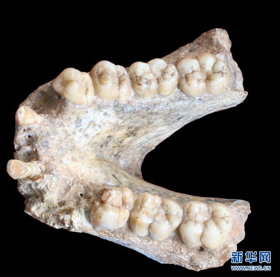 （圖文互動）（2）科學(xué)家成功從190萬年前巨猿化石中提取到遺傳物質(zhì)