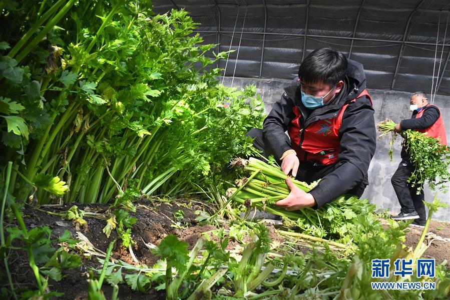 （在習(xí)近平新時代中國特色社會主義思想指引下——新時代新作為新篇章·習(xí)近平總書記關(guān)切事·圖文互動）（1）“菜籃子”里的力量——全國各地努力做好保障和改善民生工作在行動