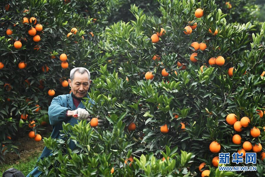 （新華全媒頭條·走向我們的小康生活·圖文互動）（9）大城大鄉(xiāng)的“幸福協(xié)奏曲”——重慶推動高質量發(fā)展創(chuàng)造高品質生活紀事