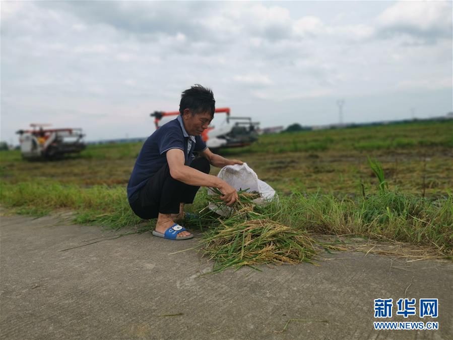 （新華視點(diǎn)·聚焦餐桌外的浪費(fèi)·圖文互動(dòng)）（1）顆粒歸倉為何難實(shí)現(xiàn)？我國糧食收割環(huán)節(jié)損失驚人