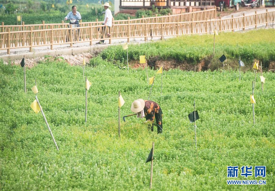 （新華全媒頭條·走向我們的小康生活·圖文互動）（9）特殊之年，荊楚大地書寫不平凡的答卷