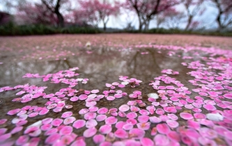 杭州：雨后梅花落滿地