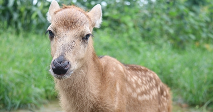 洞庭洪水中的野生動物"生死營救"