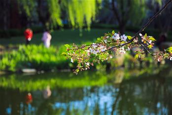 踏春賞景正當(dāng)時