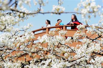 山東陽(yáng)信：梨花盛開引客來(lái)