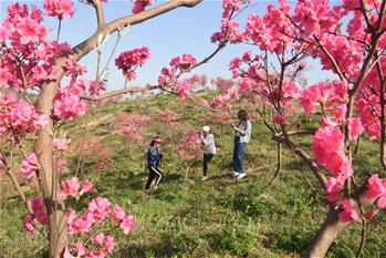 花開在四月