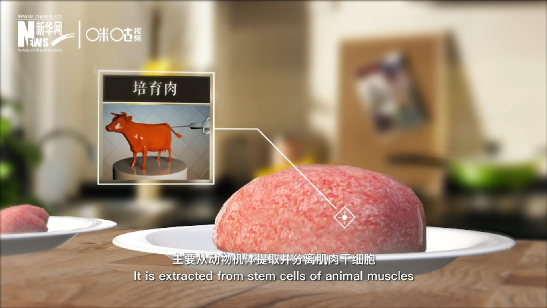 培育肉主要是從動物機體提取并分離肌肉干細胞，在實驗室里培養(yǎng)而成