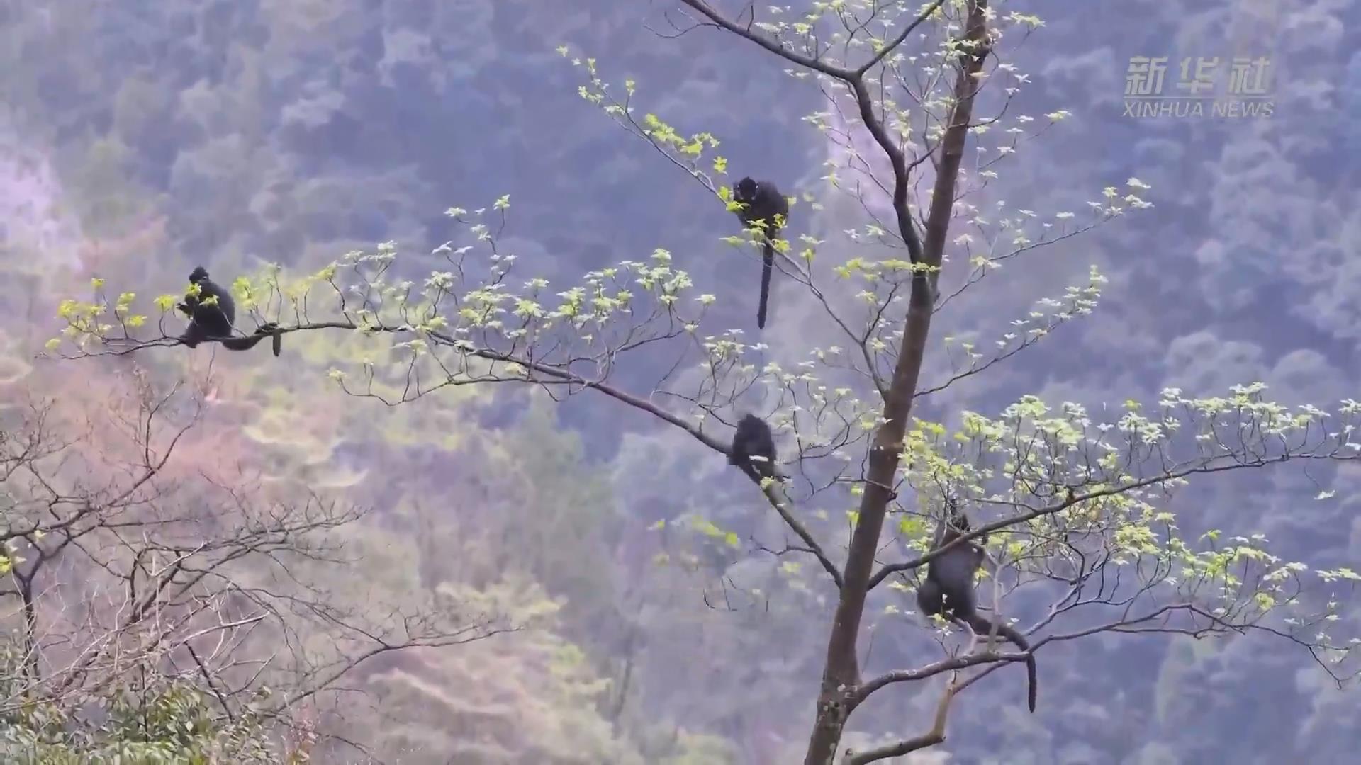 新華全媒+丨國(guó)際森林日：春歸高山森林 黑葉猴串成“糖葫蘆”