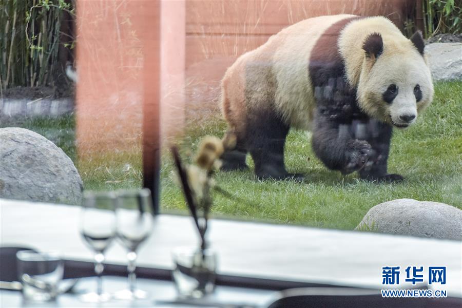 （國(guó)際）（6）哥本哈根動(dòng)物園熊貓館向公眾開放