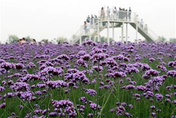 安徽蕪湖：馬鞭草花開(kāi)迎客來(lái)